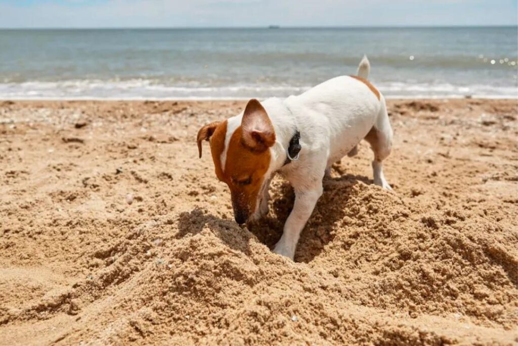 Cucciolo di Jack Russell Terrier - un piccolo cane che scava nella sabbia sulla spiaggia