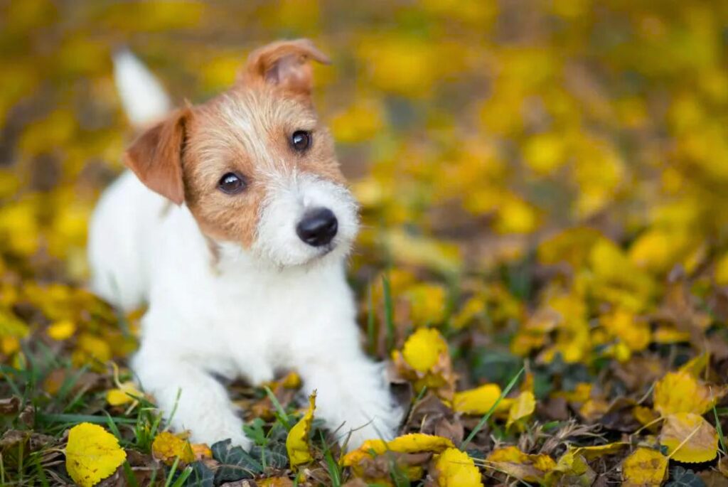 Cucciolo di Jack Russell Terrier - un cagnolino sdraiato tra le foglie