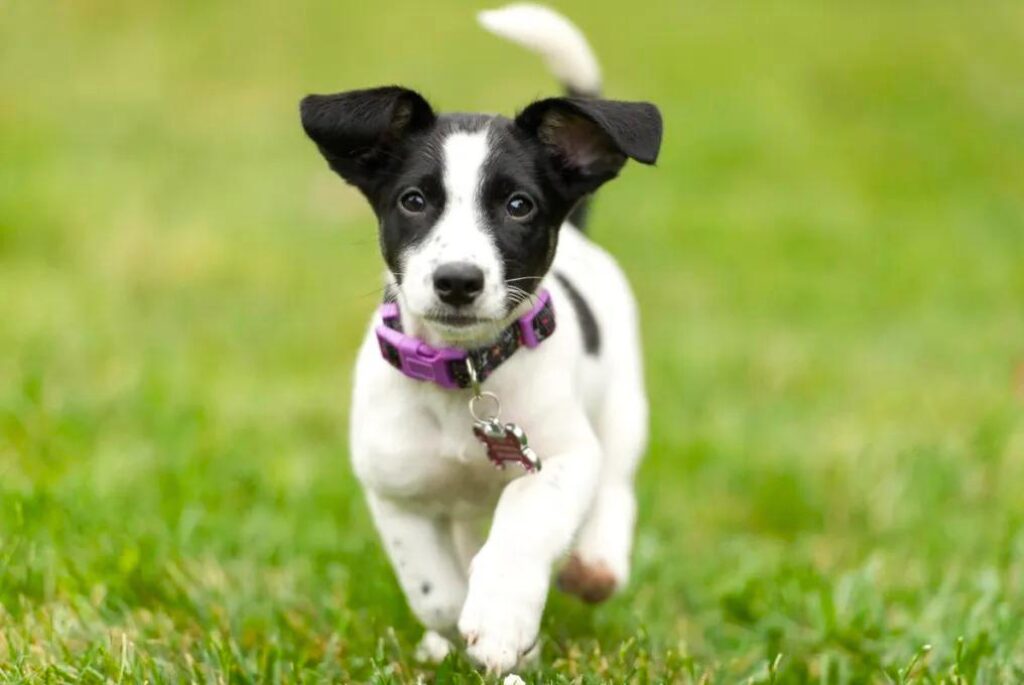 Cucciolo di Jack Russell Terrier - un piccolo cane bianco e nero che corre attraverso l'erba