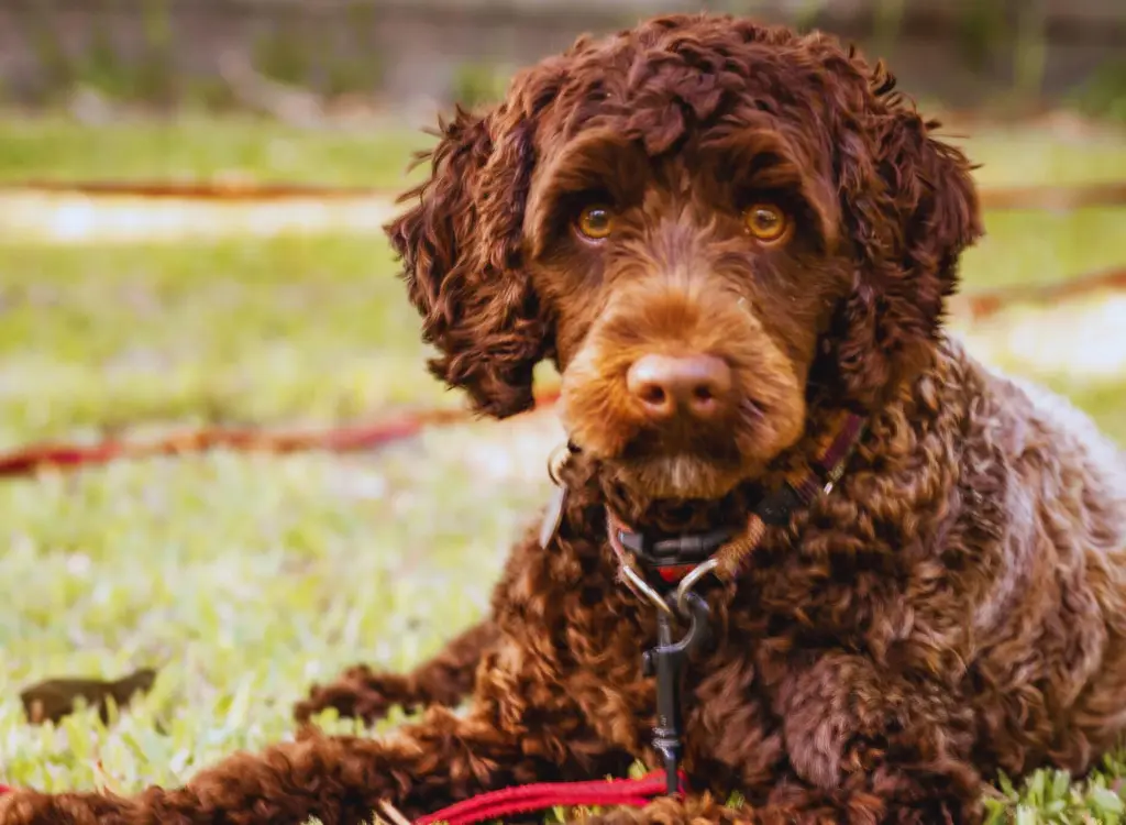 Cucciolo di Labradoodle - un cane marrone sdraiato sull'erba