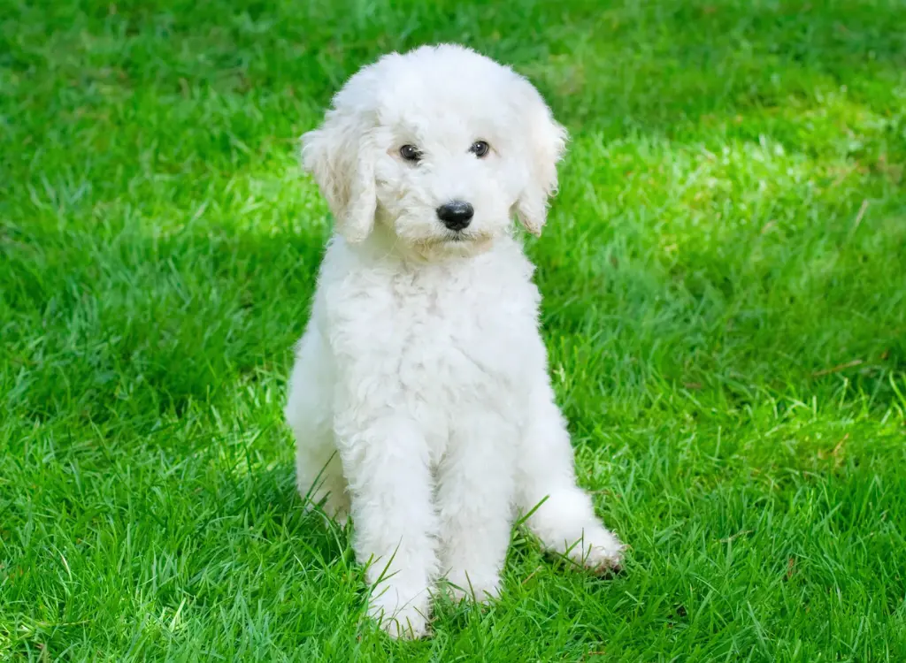 Cucciolo di Labradoodle - un cane bianco seduto sull'erba