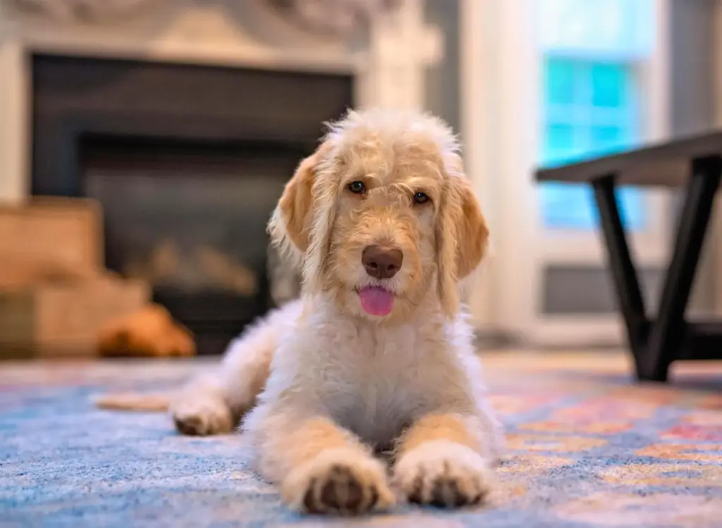 Cucciolo di Labradoodle - un cagnolino sdraiato sul pavimento