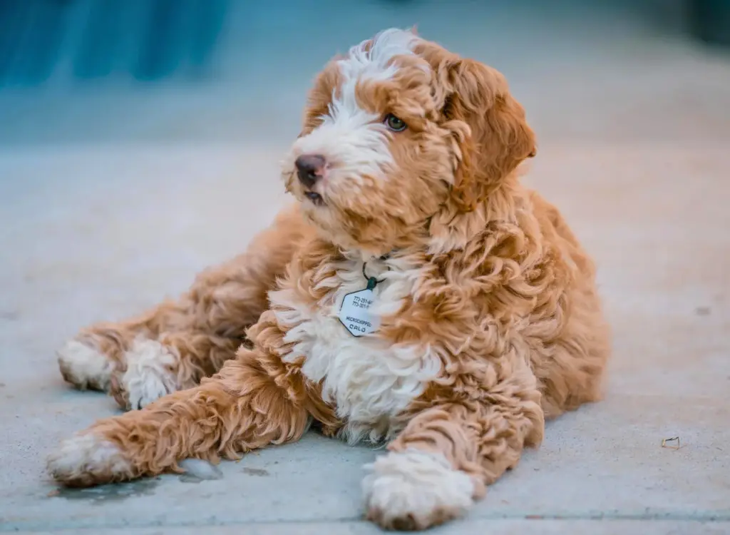 Cucciolo di Labradoodle - un piccolo cane marrone e bianco sdraiato a terra