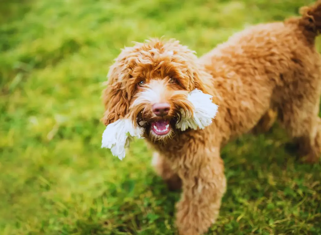 Cucciolo di Labradoodle - un cane con un fiore in bocca