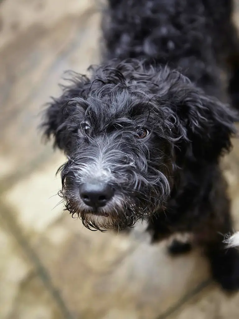 Cucciolo di Labradoodle - un cane nero con il naso bianco che guarda in alto