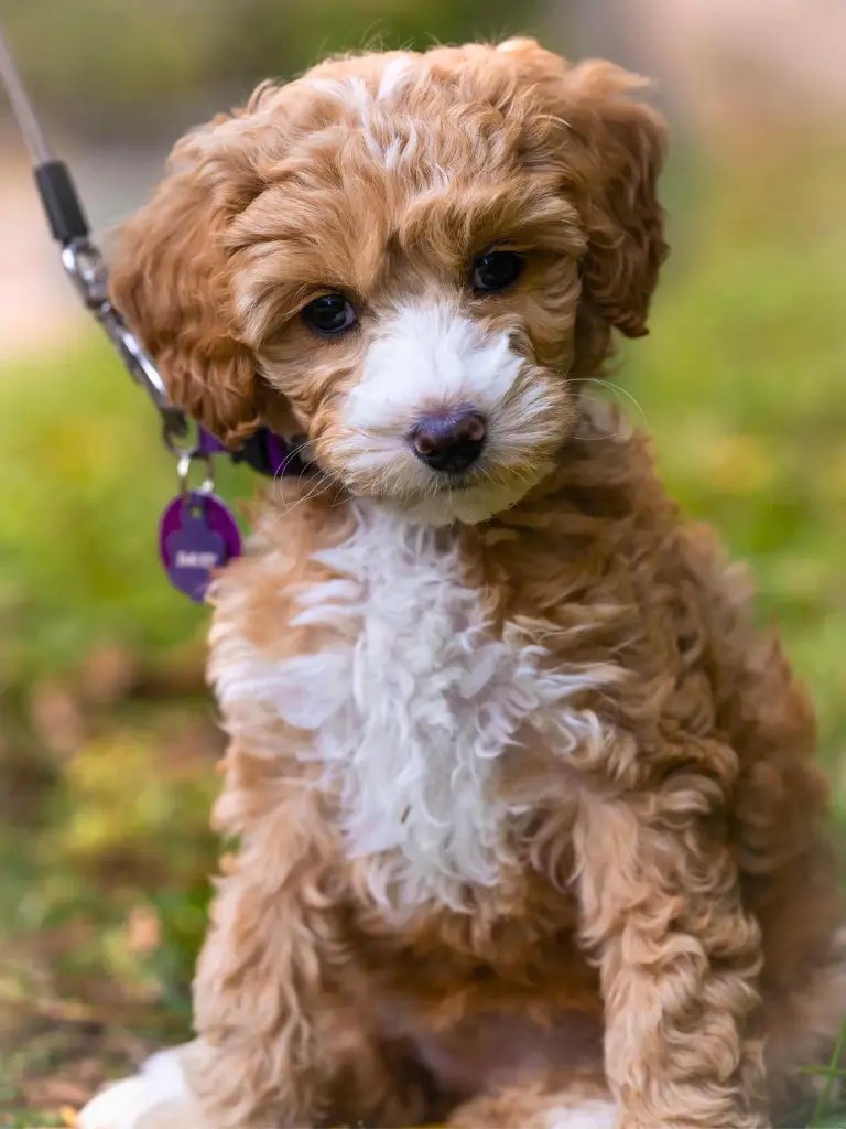 Cucciolo di Labradoodle - un piccolo cane marrone e bianco seduto a terra