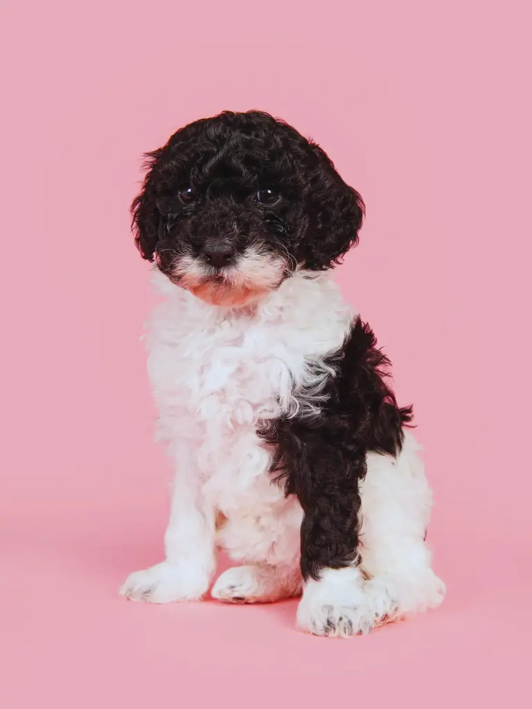 Cucciolo di Labradoodle - un piccolo cucciolo bianco e nero seduto su uno sfondo rosa