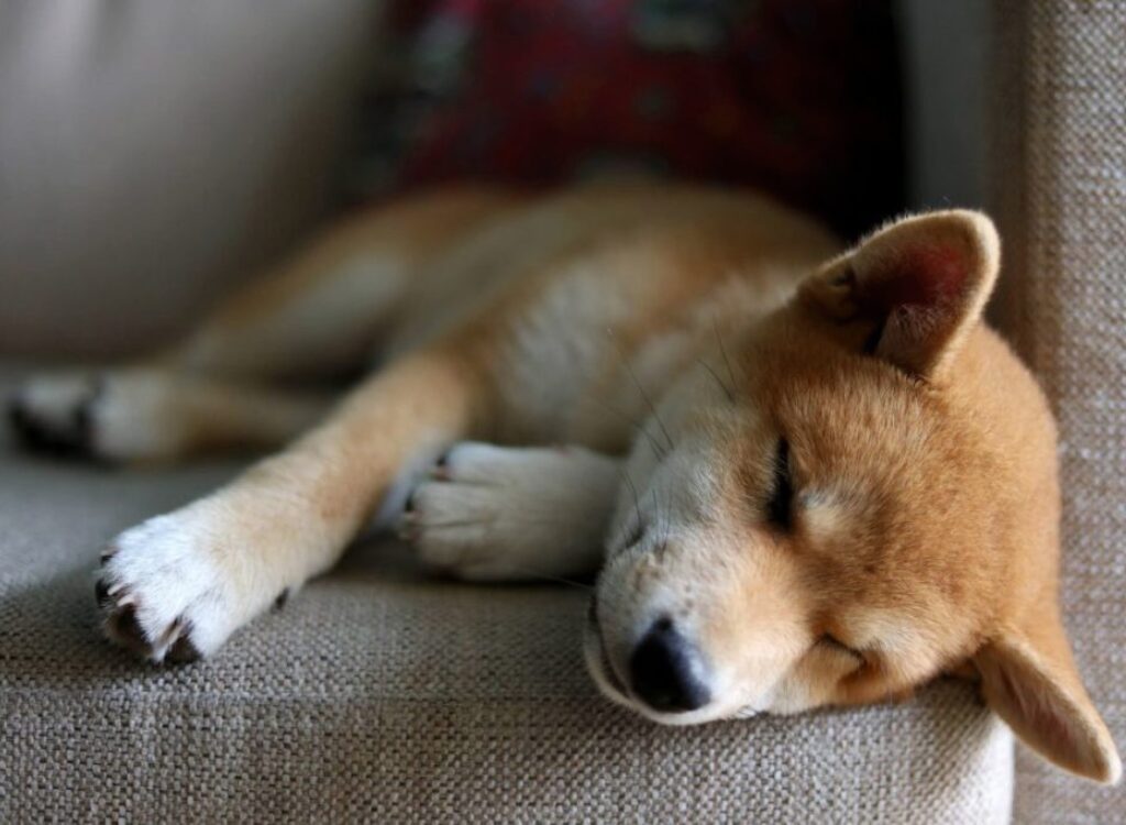 Cucciolo di Shiba Inu - un cagnolino che dorme su un divano