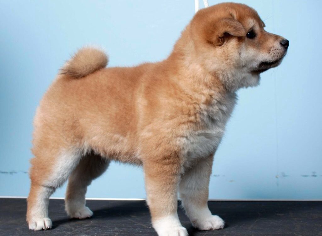 Cucciolo di Shiba Inu - un piccolo cucciolo marrone e bianco in piedi su una superficie nera