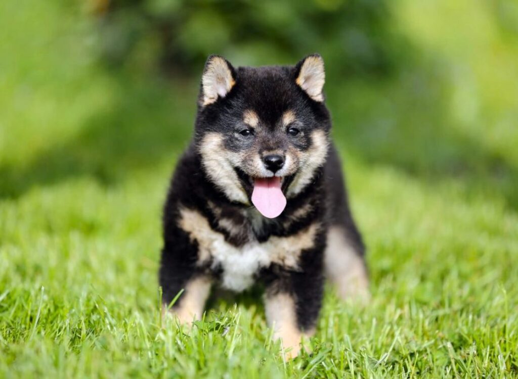 Cucciolo di Shiba Inu - un cucciolo è in piedi nell'erba