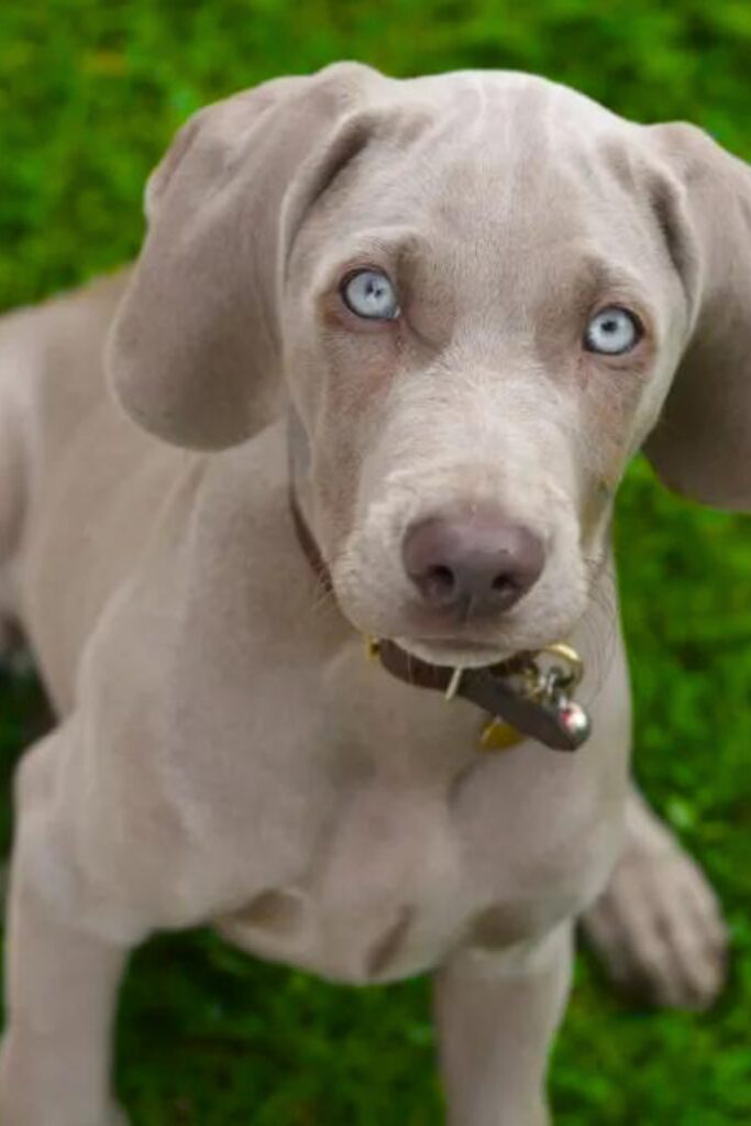 Cucciolo di Weimaraner - un cane con gli occhi azzurri è seduto sull'erba