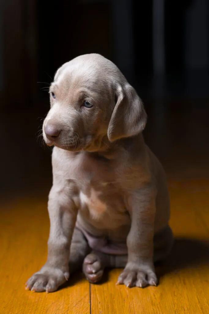 Cucciolo di Weimaraner - un cucciolo seduto su un pavimento di legno