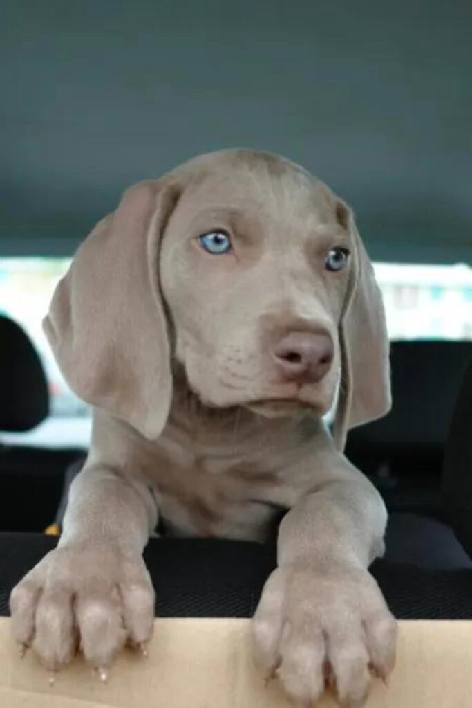 Cucciolo di Weimaraner - un cucciolo seduto sul sedile posteriore di un'auto