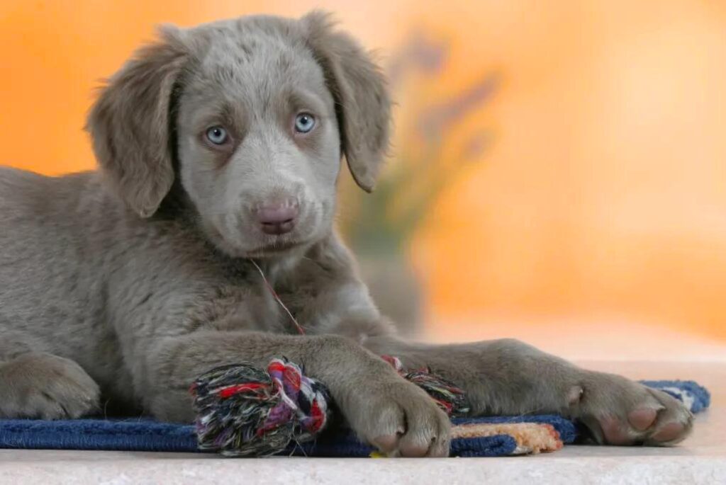 Cucciolo di Weimaraner - un cucciolo con gli occhi azzurri sdraiato su una coperta blu