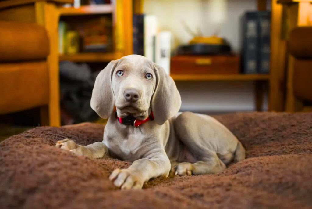 Cucciolo di Weimaraner - un cucciolo sdraiato sul pavimento