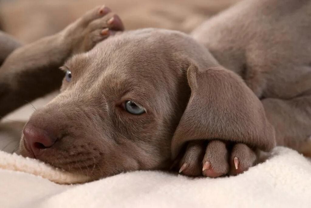 Cucciolo di Weimaraner - un cucciolo è sdraiato su una coperta