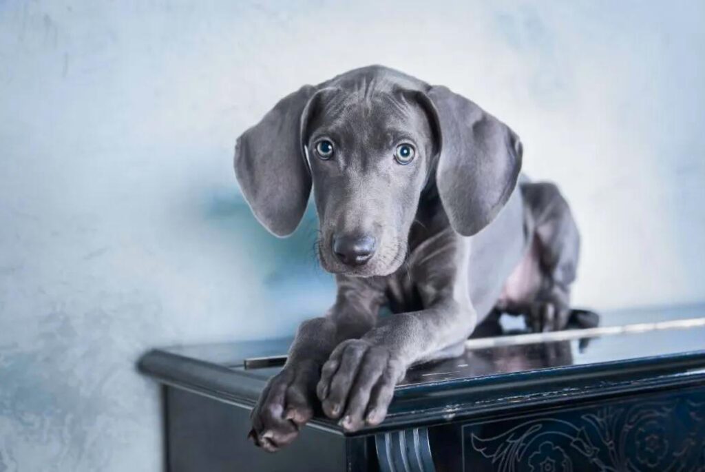 Cucciolo di Weimaraner - un cucciolo è seduto sul tavolino e guarda la telecamera