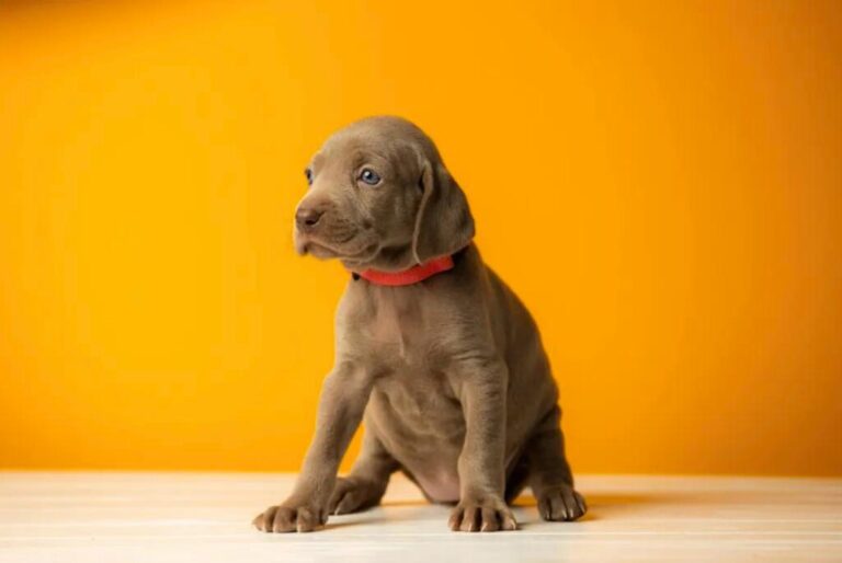 Cucciolo di Weimaraner - un cucciolo seduto su un pavimento bianco con sfondo arancione