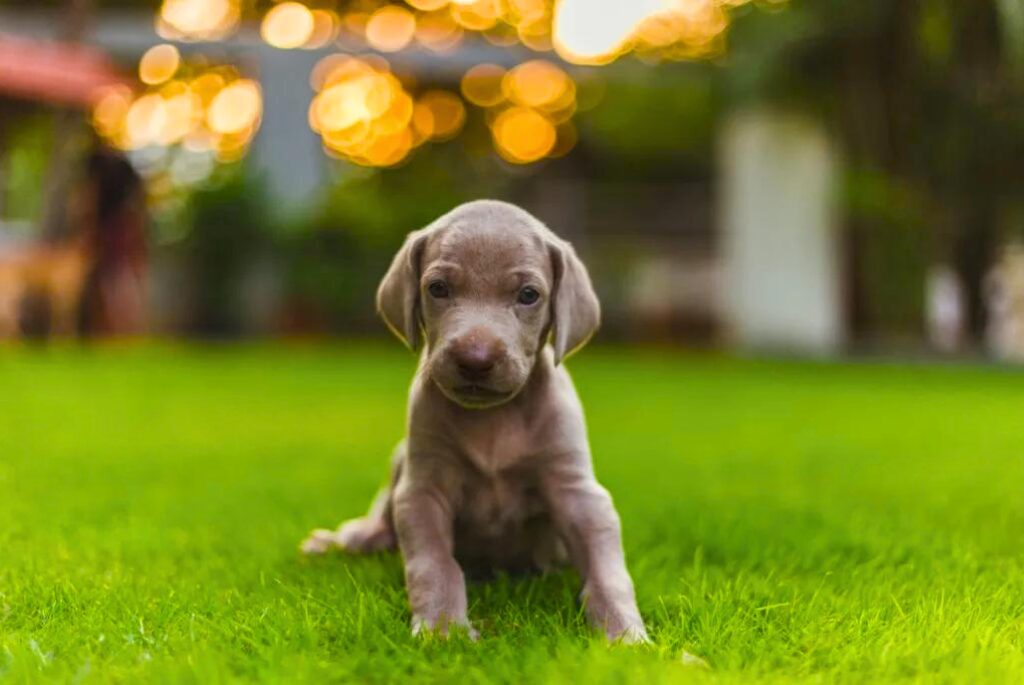 Cucciolo di Weimaraner - un cucciolo seduto sull'erba