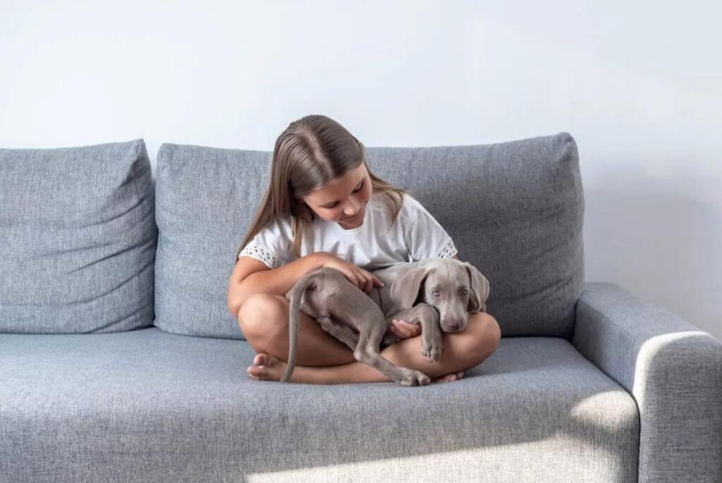 Cucciolo di Weimaraner - una bambina seduta su un divano con in braccio un cucciolo