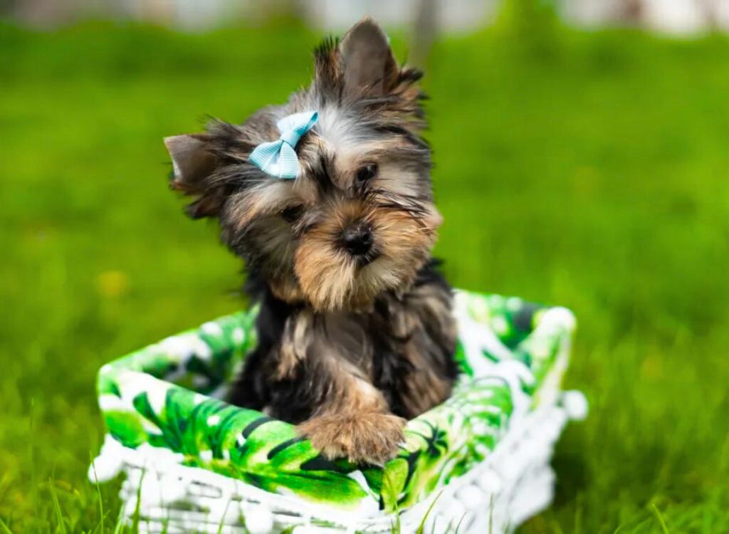 Cucciolo di Yorkshire Terrier - un piccolo cane seduto in un cestino sull'erba