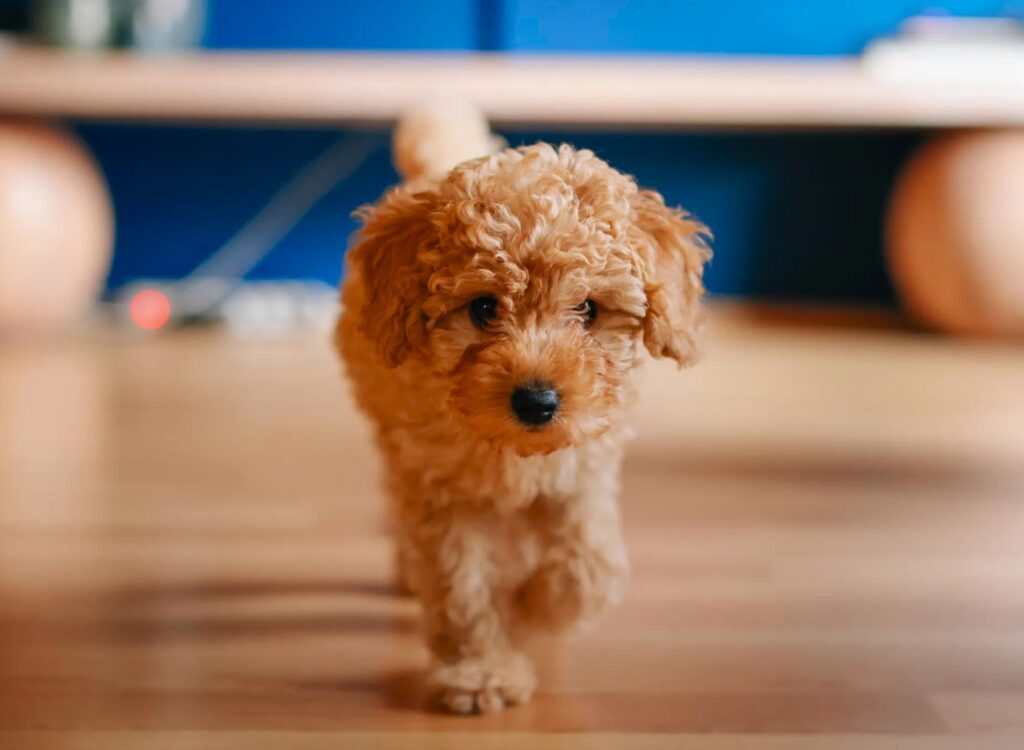 Cucciolo di barbone - un piccolo cane che cammina su un pavimento di legno