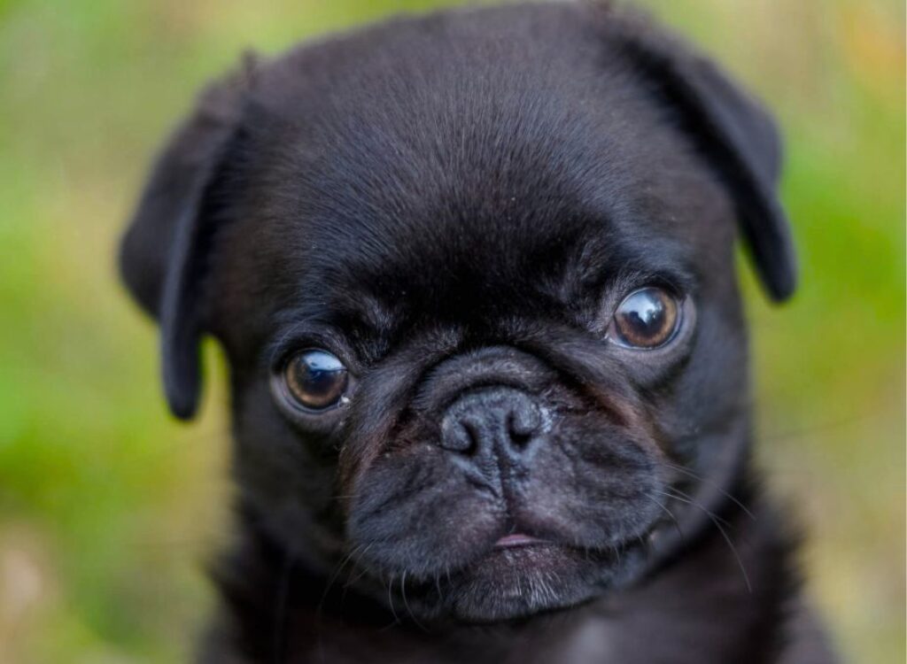 Cucciolo di carlino - un cane nero con gli occhi azzurri che osserva la macchina fotografica