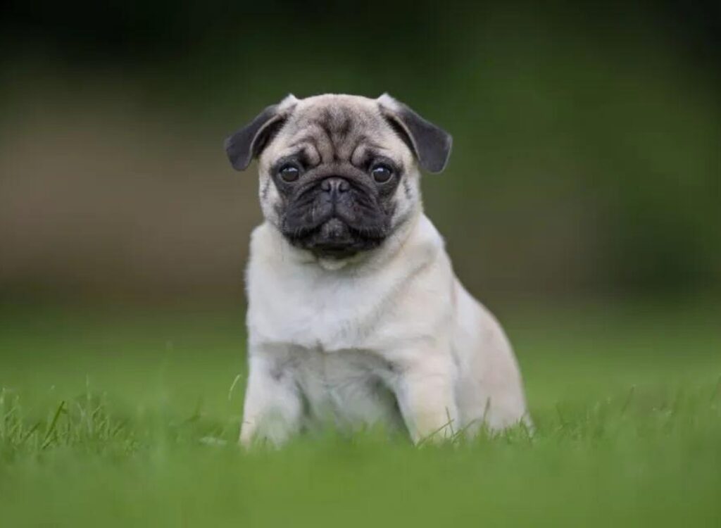 Cucciolo di carlino - un piccolo cane seduto nell'erba