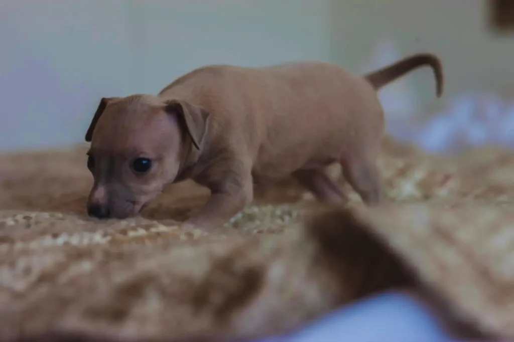 Cucciolo di levriero italiano - Stare in piedi e annusare qualcosa