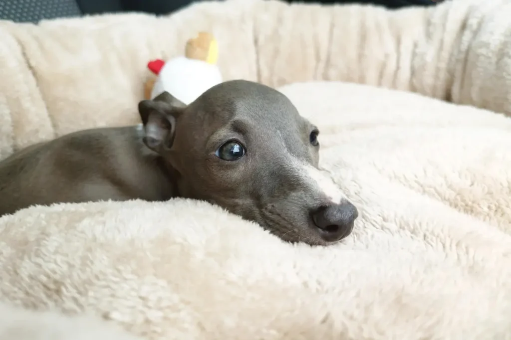 cucciolo di levriero italiano - è sdraiato su un cuscino bianco