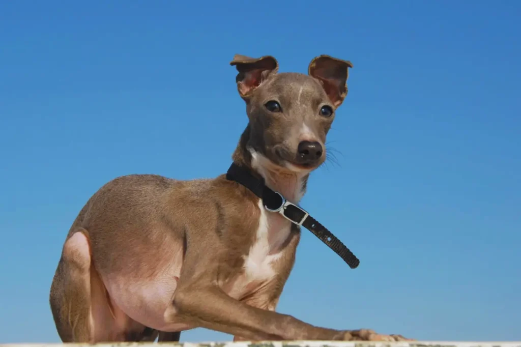 Cucciolo di levriero italiano - seduto con uno sfondo blu