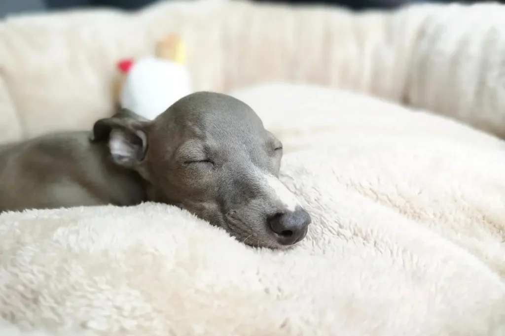 Cucciolo di levriero italiano - che dorme su un cuscino bianco