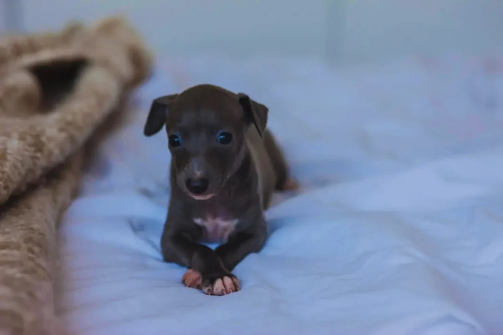 Cucciolo di levriero italiano - seduto su una coperta blu