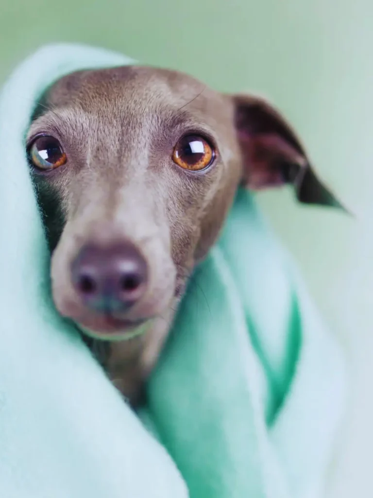 Cucciolo di levriero italiano - che copre il corpo con un lenzuolo verde e mostra il viso