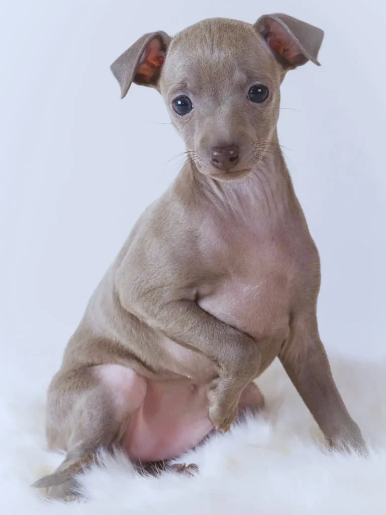 Cucciolo di levriero italiano - seduto su una coperta bianca