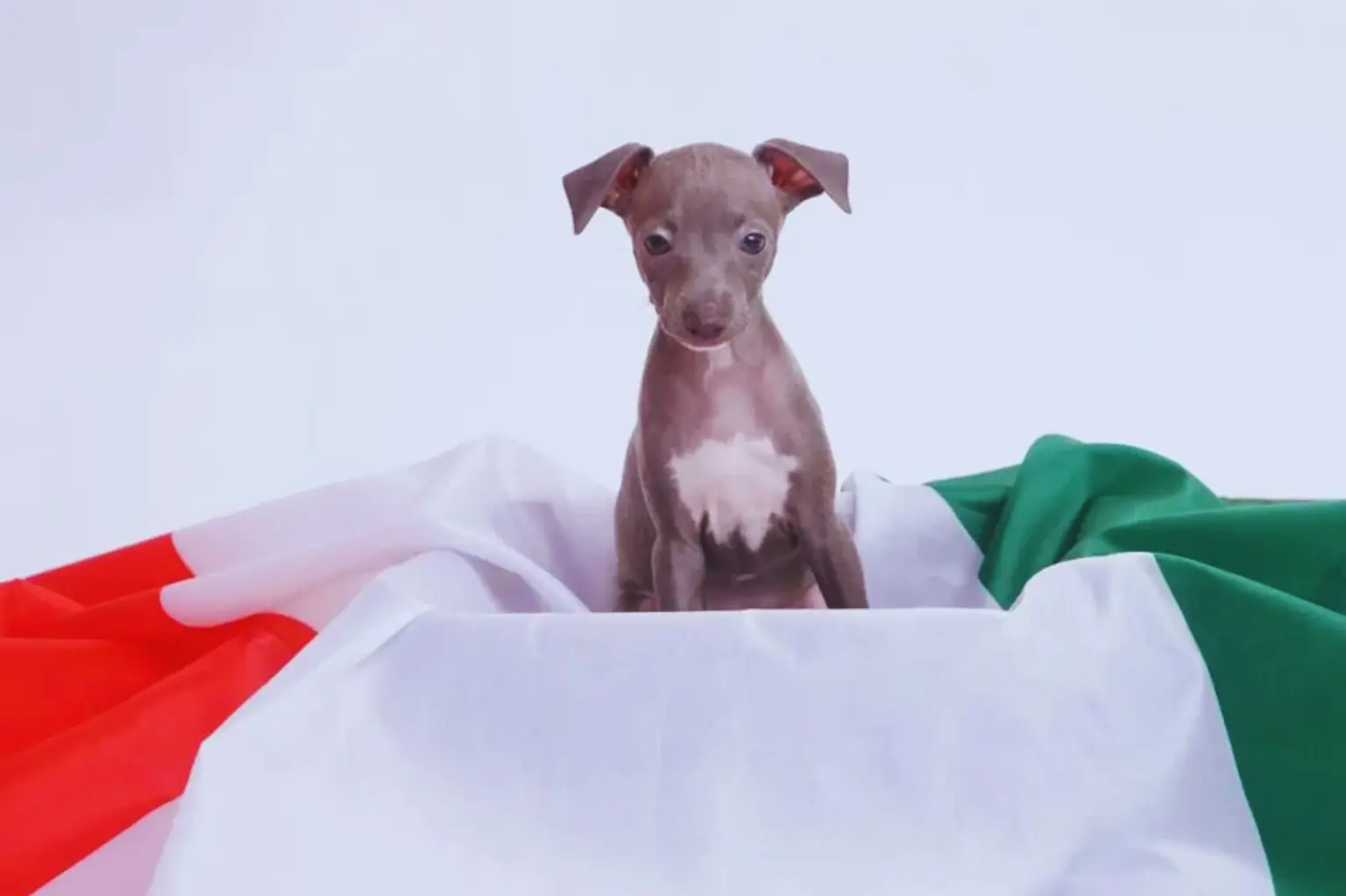 Cucciolo di levriero italiano - seduto su un colore bianco nella bandiera dell'italia