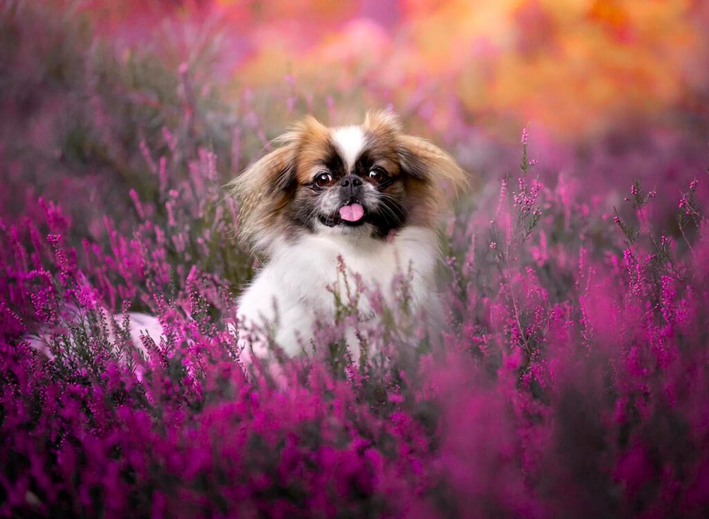 Cucciolo di pechinese - un piccolo cane seduto in un campo di fiori