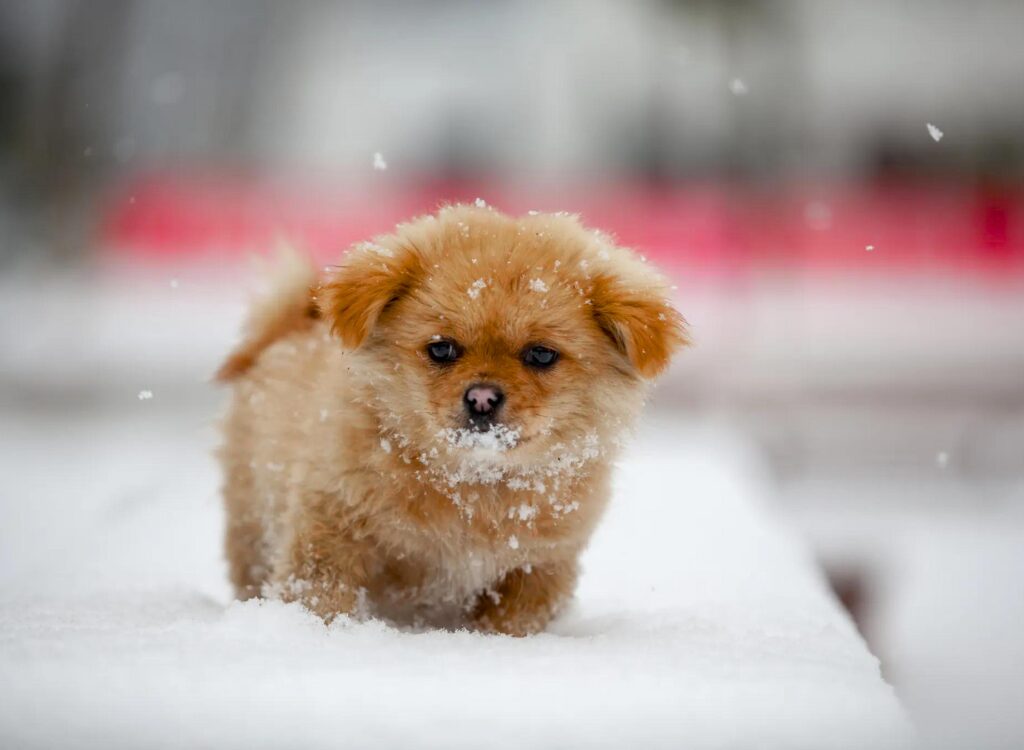 Cucciolo di pechinese - un piccolo cane è in piedi nella neve