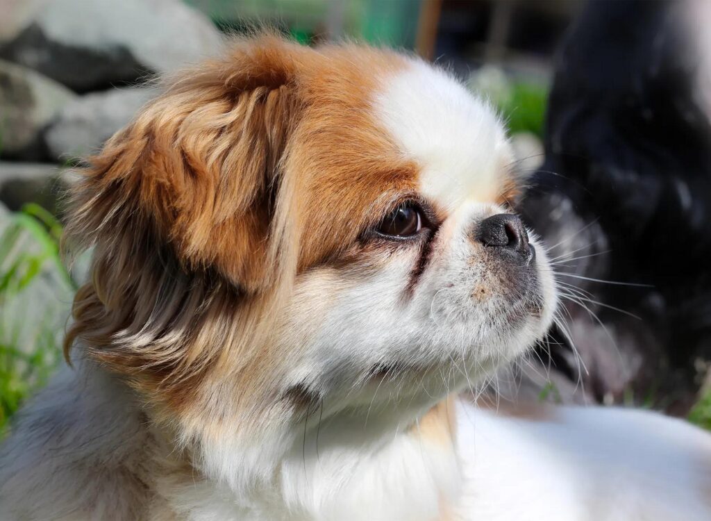 Cucciolo di pechinese - un piccolo cane con la faccia bianca e il pelo marrone e bianco