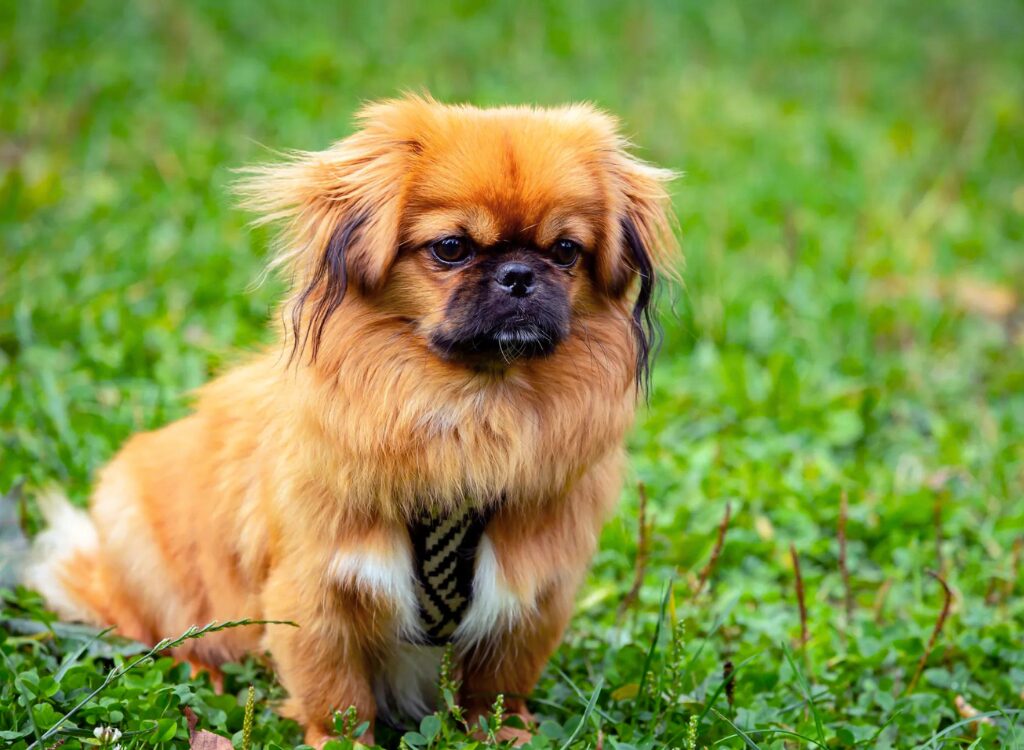 Cucciolo di pechinese - un piccolo cane seduto nell'erba