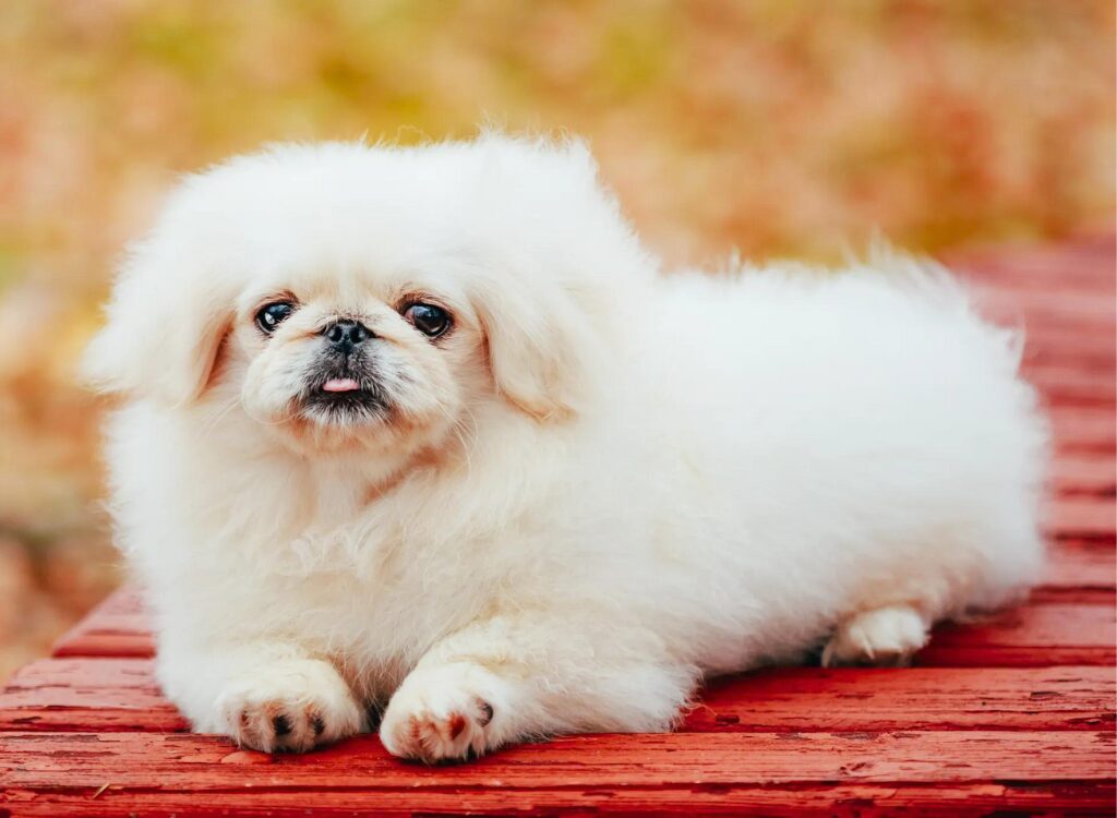 Cucciolo di pechinese - un piccolo cane bianco sdraiato su una panchina rossa