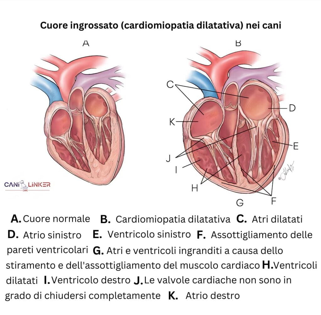 Cuore Ingrossato (Cardiomiopatia Dilatativa) nei Cani - Spiegazione delle parti del cuore di cane