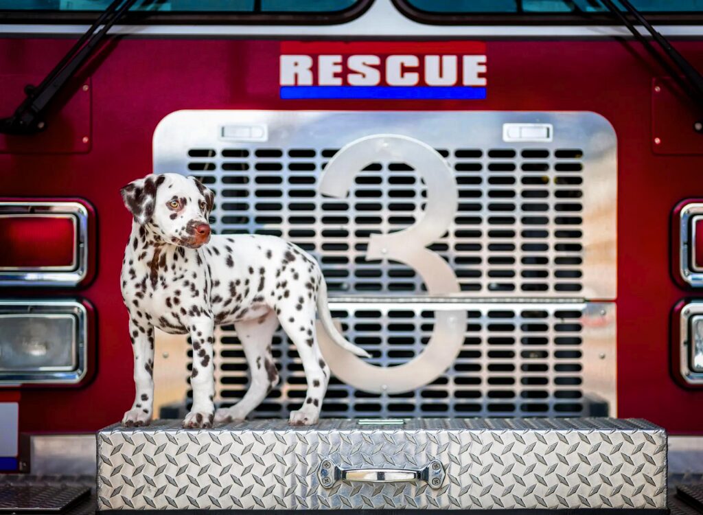 Dalmata - un cane in piedi sopra un camion dei pompieri di salvataggio