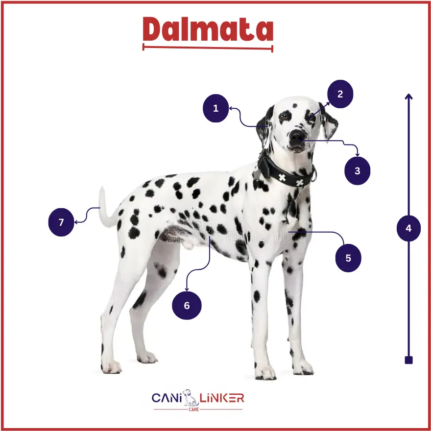 Dalmata - spiegazione delle parti del corpo