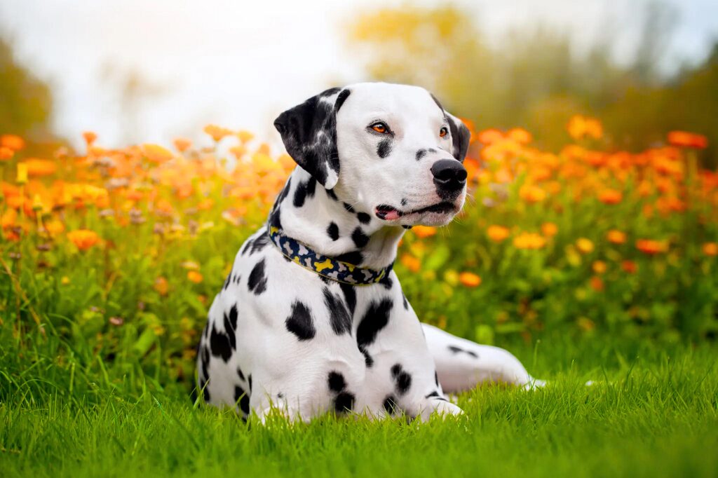 Dalmata - un cane seduto in un campo di fiori