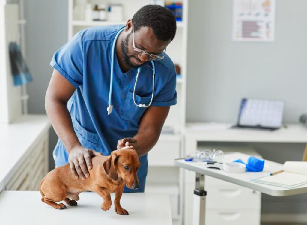 Diabete nei Cani - un veterinario che esamina un cane