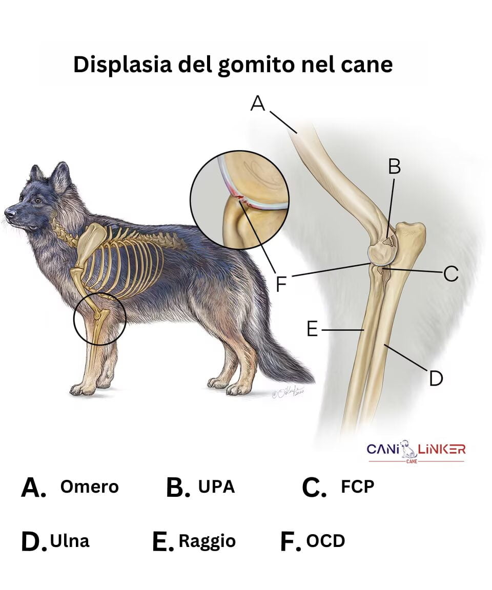 Displasia del Gomito nei Cani - Spiegazione dell'osso della gamba di un cane