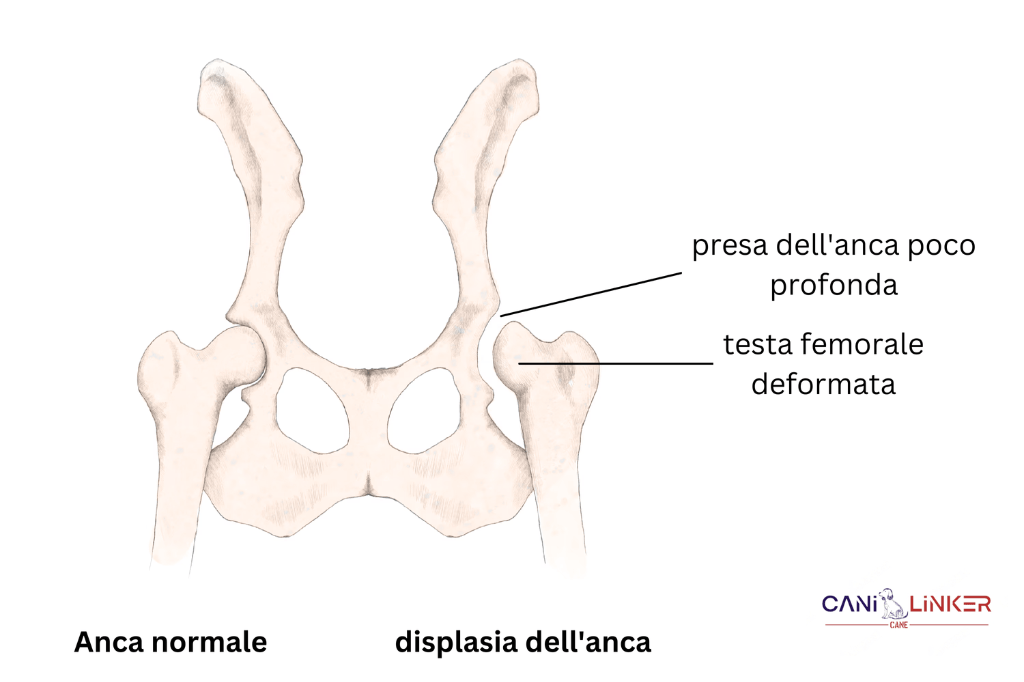 Displasia dell'anca - Spiegazione delle ossa del cane