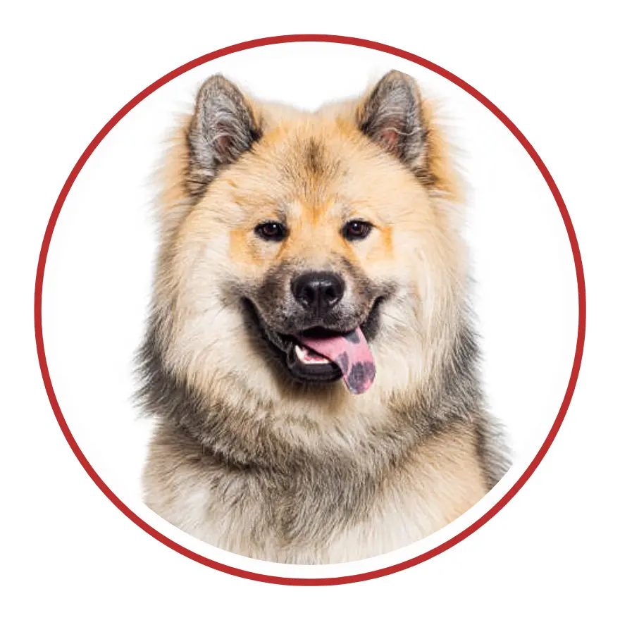 Eurasier - una faccia di cane in un cerchio rosso su sfondo bianco