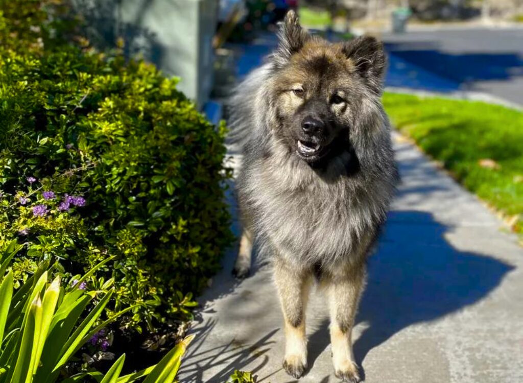 Eurasier - un cane che cammina lungo un marciapiede vicino ai cespugli